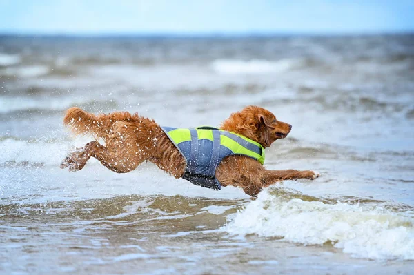 Cão Salva Vidas Colete Salva Vidas Pulando Água — Fotografia de Stock