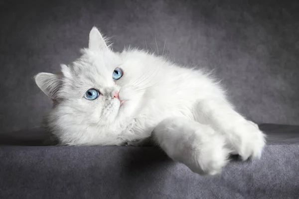 Белый Шотландский Складной Кот Голубыми Глазами Лежащими Сером Фоне — стоковое фото
