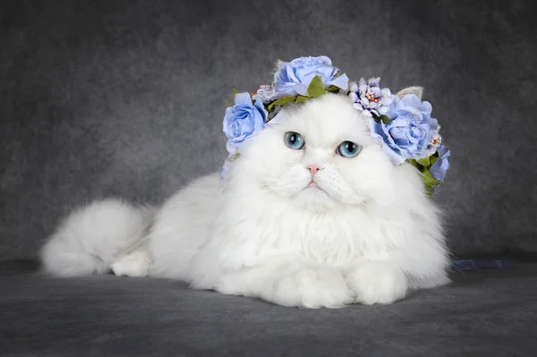 白色绒毛猫 蓝眼睛 头戴花冠 灰色背景 — 图库照片