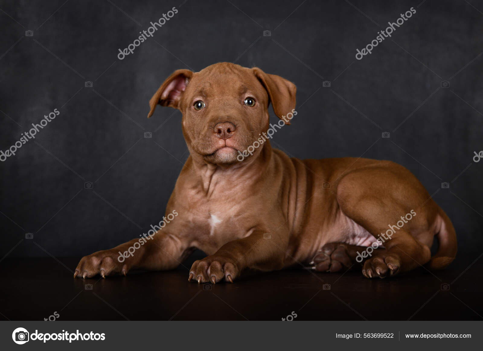 Niedlicher Pitbull Terrier Welpe Auf Schwarzem Hintergrund Liegend -  Stockfotografie: lizenzfreie Fotos © ots-photo 563699522 | Depositphotos