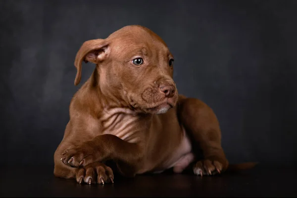 Pitbull Štěně Ležící Černém Pozadí — Stock fotografie