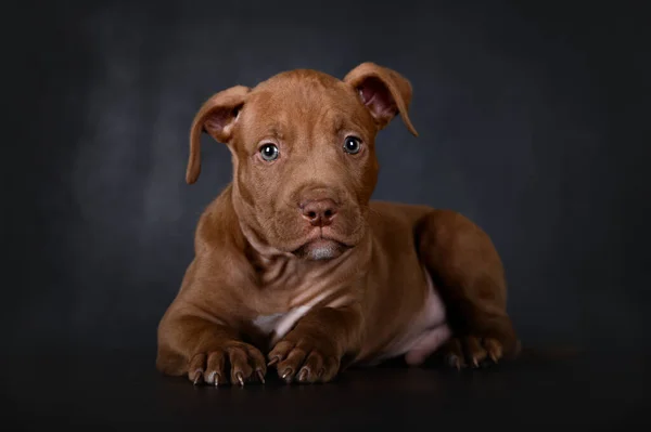 Bruine Pit Bull Puppy Met Schattige Floppy Oren Liggend Zwarte — Stockfoto