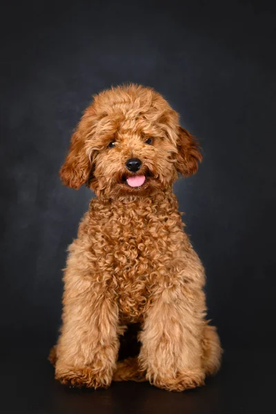 Schattig Poedel Puppy Poseren Zwarte Achtergrond — Stockfoto