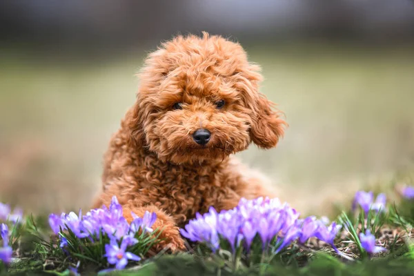 プードル子犬ポーズ屋外でクロッカスの花 — ストック写真