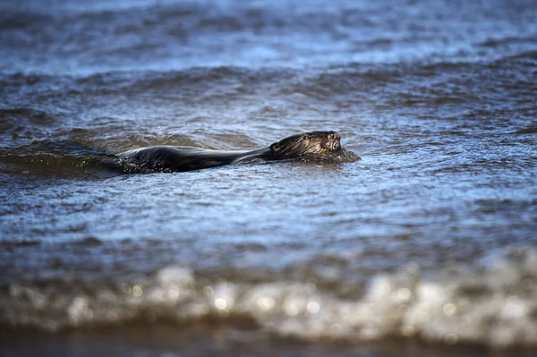 Biber Schwimmt Meer — Stockfoto