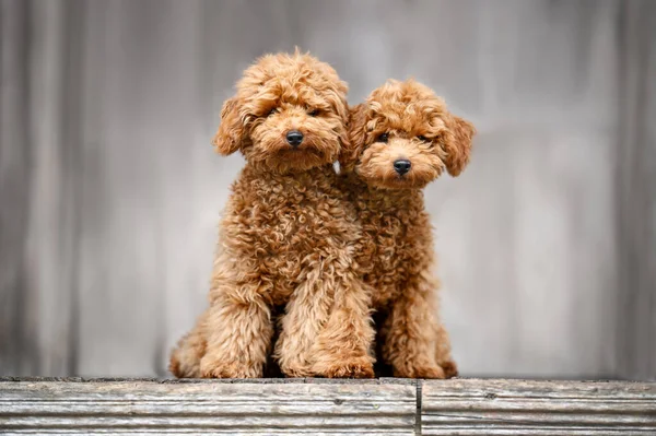 Due Simpatici Cuccioli Barboncino Posa Insieme Sulla Terrazza Legno Fotografia Stock