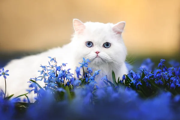 Mavi Gözlü Beyaz Kedi Mavi Çiçeklerle Dolu Bir Tarlada Portre — Stok fotoğraf