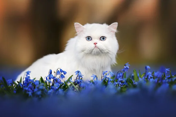 White Cat Blue Eyes Posing Meadow Blue Spring Flowers —  Fotos de Stock