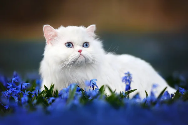一只蓝眼睛的白色绒毛猫在一片蓝色的冬青花丛上行走 — 图库照片