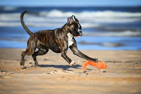 Happy Boxer Dog Playing Toy Beach — Foto de Stock