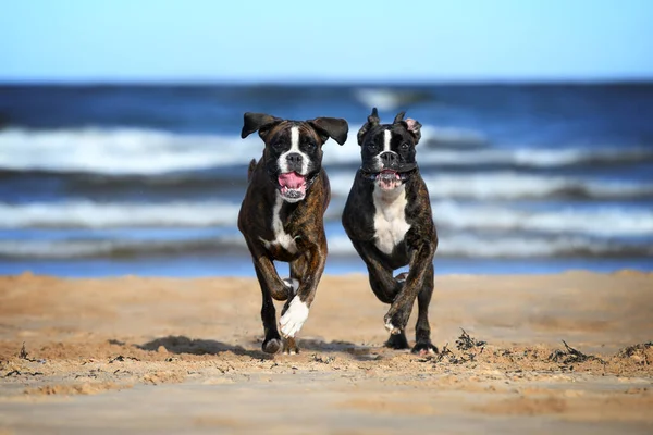 İki mutlu Alman boksör köpeği sahilde birlikte koşuyor.