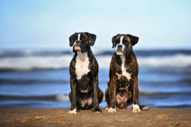 İki Alman boksör köpeği yazın sahilde oturuyor.