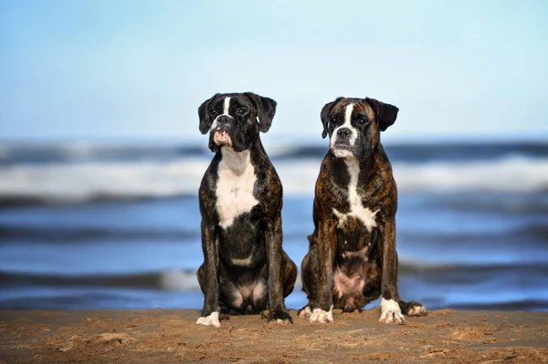 Dois Cães Boxeadores Alemães Brindle Sentados Praia Verão — Fotografia de Stock