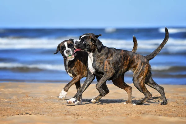 Two Boxer Dogs Playing Together Toy — Photo