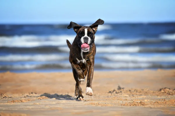 快乐的拳击手狗在海滩上奔跑 — 图库照片