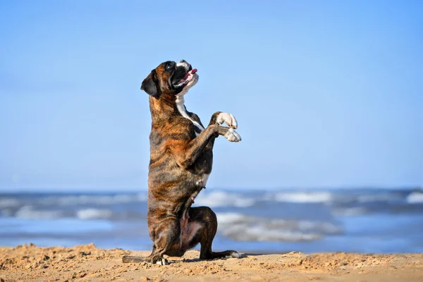 Alman Boksör Köpeği Sahilde Yalvarıyor — Stok fotoğraf