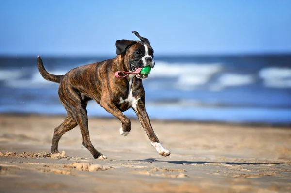 Felice Cane Pugile Che Corre Sulla Spiaggia Con Giocattolo Palla — Foto Stock