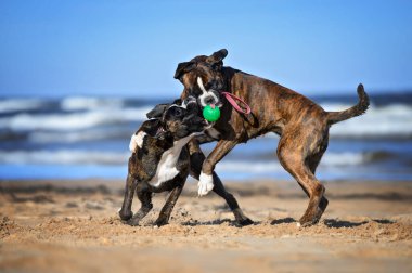 İki boksör köpeği sahilde bir top oyuncağıyla oynuyorlar.