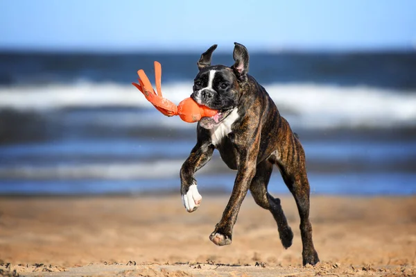 Kumsalda Ağzında Oyuncakla Koşan Mutlu Boksör Köpeği — Stok fotoğraf