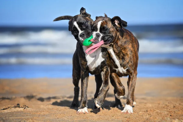 Two Funny Dogs Playing Toy Beach — Zdjęcie stockowe