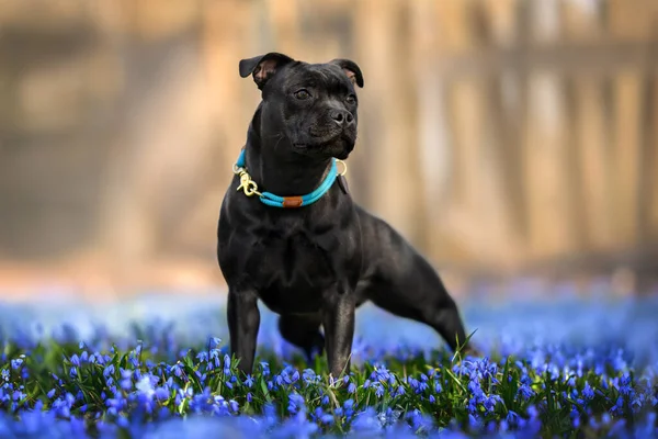 Vacker Svart Staffordshire Tjur Terrier Hund Står Äng Med Sibiriska — Stockfoto