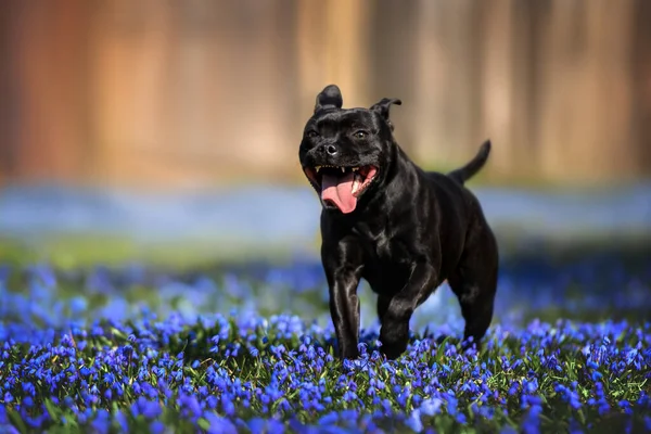 Happy Staffordshire Bull Terrier Dog Running Park — Fotografia de Stock