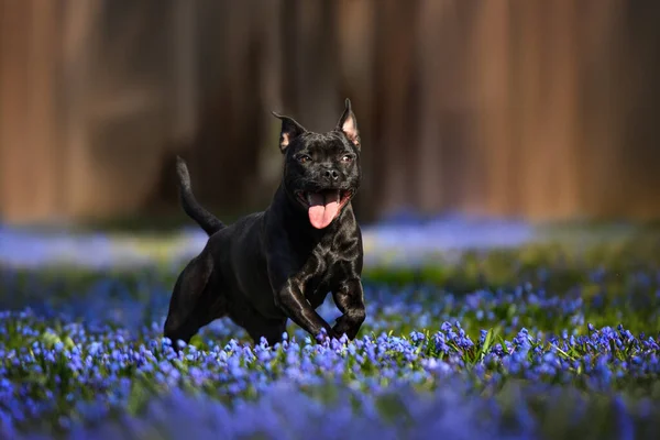 Funny Dog Running Field Blooming Flowers — Fotografia de Stock