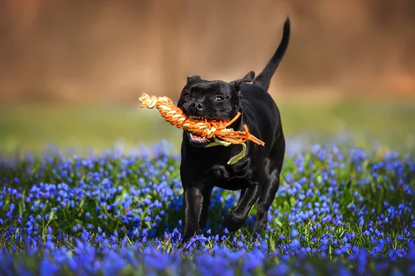 Preto Staffordshire Touro Terrier Cão Brincando Com Brinquedo Corda Livre — Fotografia de Stock