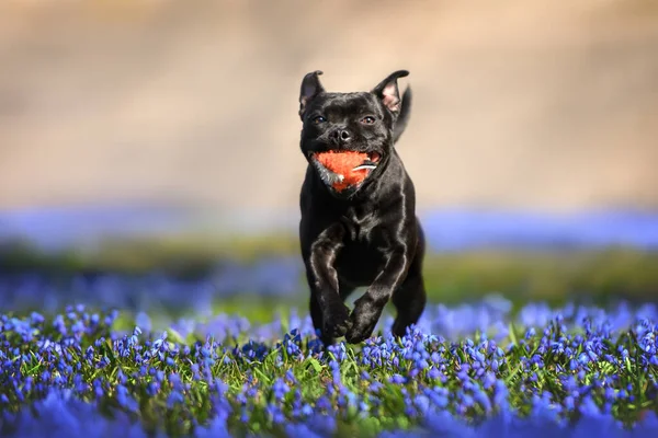快乐的狗带着玩具娃娃在公园里跑来跑去 开着盛开的冬青花 — 图库照片