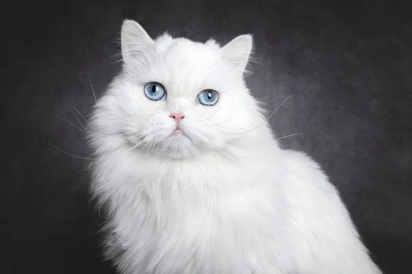 Beautiful White Fluffy Cat Blue Eyes Close Portrait — Stok fotoğraf