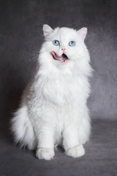 White Fluffy Cat Blue Eyes Licks Mouth Eating — стоковое фото