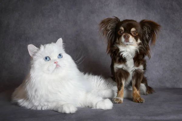 White Fluffy Cat Small Dog Posing Together Grey Background — Photo