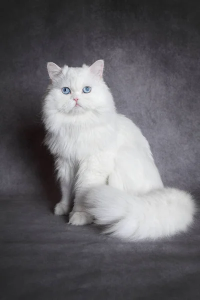 青い目の白いふわふわの猫が灰色の背景にポーズ — ストック写真