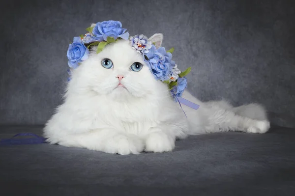 Hermoso Felino Esponjoso Con Ojos Azules Posando Una Corona Flores — Foto de Stock