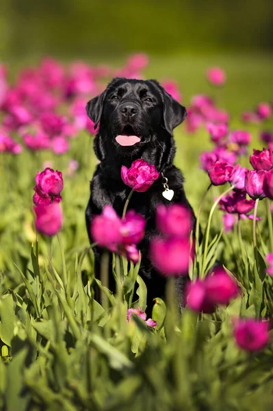 Baharda mor lalelerle tarlada poz veren mutlu labrador köpeği.