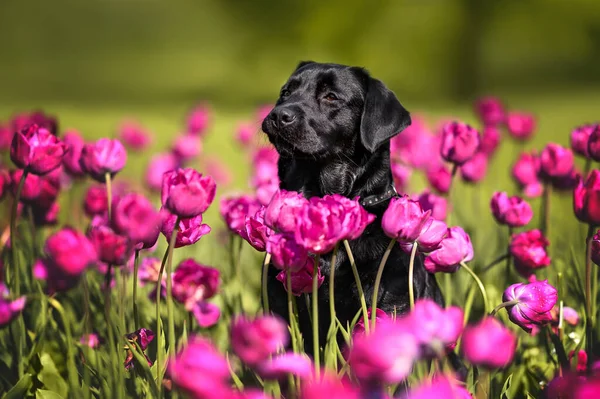 Beau Portrait Chien Labrador Sur Champ Tulipes Violettes — Photo