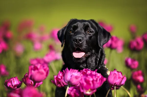 Heureux Portrait Chien Labrador Noir Dans Champ Fleurs Tulipe Pourpre — Photo