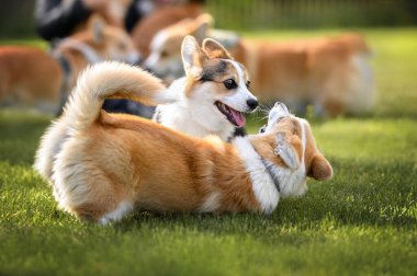İki Corgi yavrusu çimenlerde birlikte oynayıp yuvarlanıyorlar. 