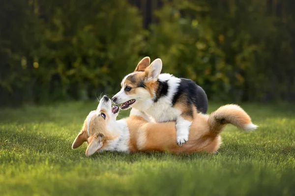 Dos Cachorros Corgi Jugando Hierba Verano —  Fotos de Stock