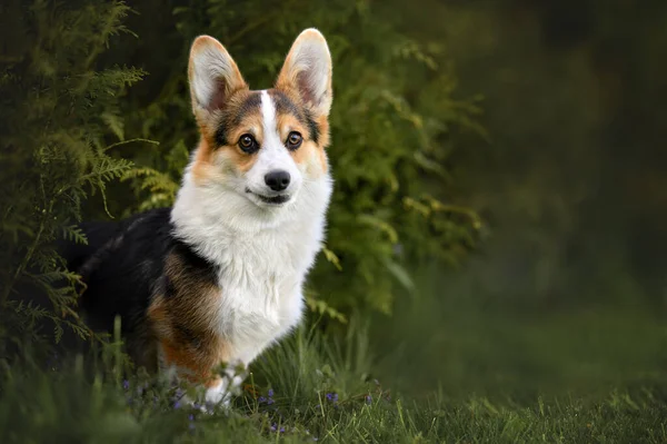 Adorable Chien Tricolore Corgi Assis Extérieur Été — Photo