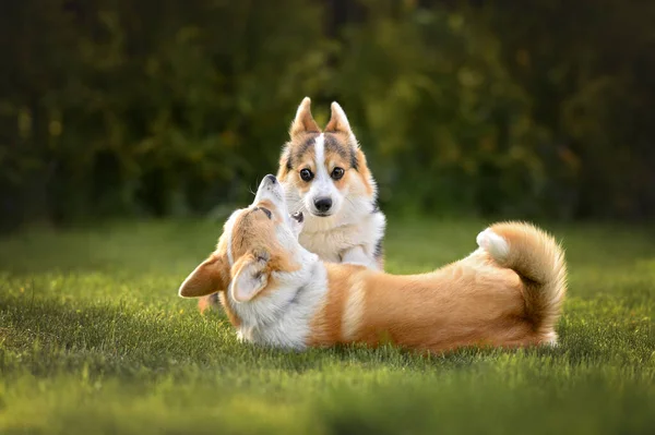 Dos Divertidos Cachorros Corgi Jugando Hierba Juntos —  Fotos de Stock