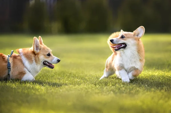 Two Corgi Puppies Playing Together Grass — Stock Photo, Image