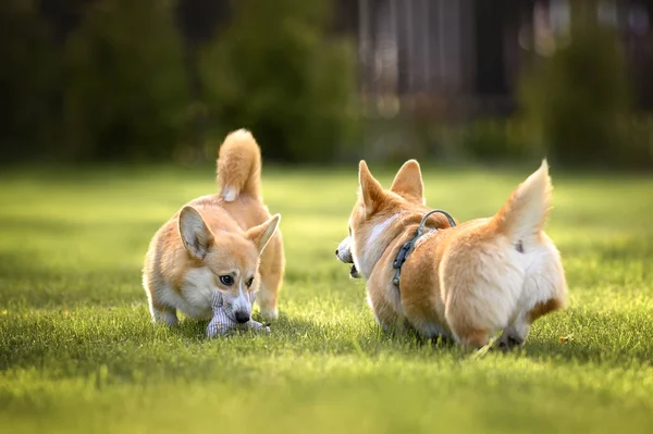 Dwa Czerwone Szczenięta Corgi Bawią Się Razem Trawie Latem — Zdjęcie stockowe