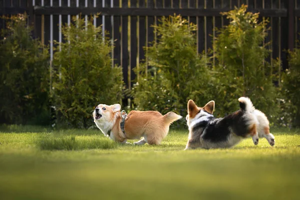 Funny Corgi Dogs Chasing Each Other Playing Grass — Stock Photo, Image