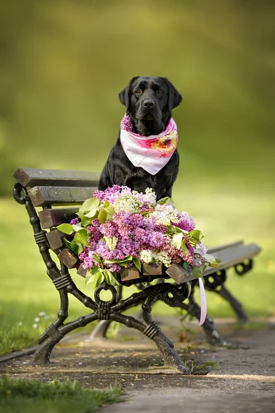 Güzel Labrador Köpeği Yazın Bandanada Oturmuş Leylak Çiçekleriyle — Stok fotoğraf