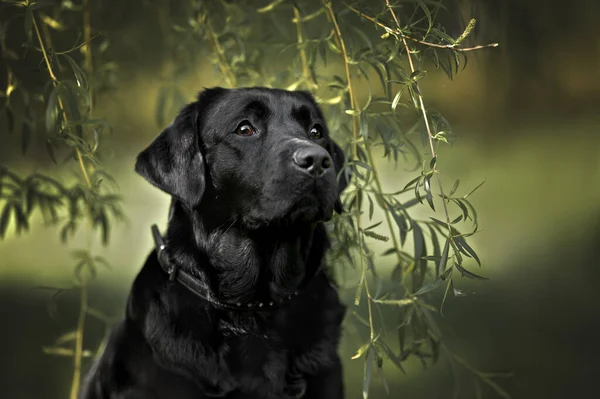 Schwarzer Labrador Hundeporträt Sommer Draußen — Stockfoto