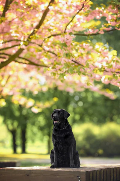 Mutlu Labrador Köpeği Baharda Çiçek Açan Kiraz Ağacının Altında Oturuyor — Stok fotoğraf