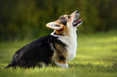 tapılası Corgi köpek yavrusu çimlerin üzerinde oturuyor ve yukarı bakıyor