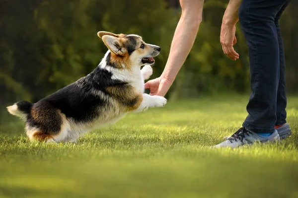 Boldog Corgi Kiskutya Játszik Tulajdonos Füvön Nyáron — Stock Fotó