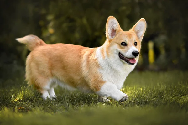 Feliz Cachorro Corgi Caminando Sobre Hierba Verano —  Fotos de Stock